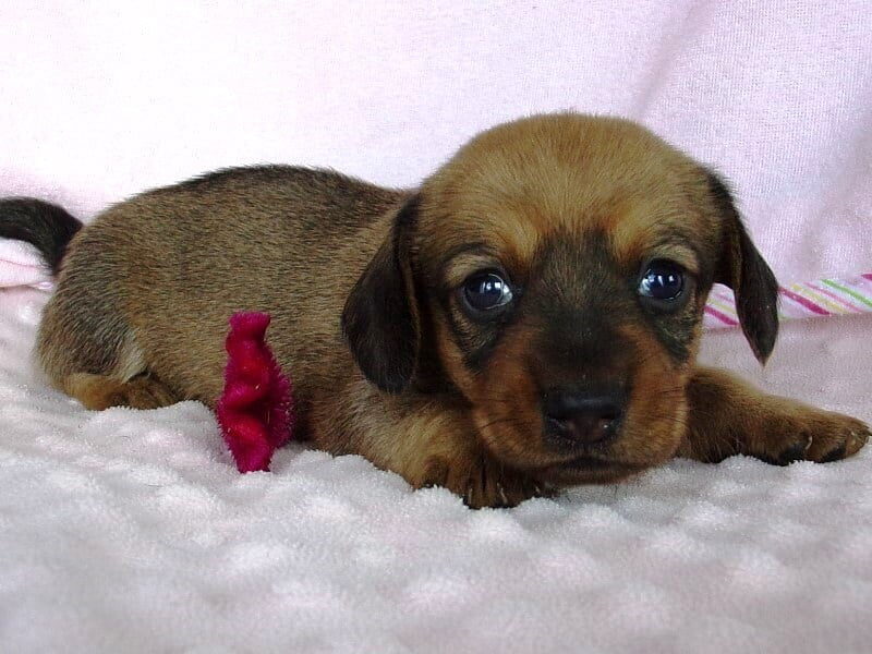 Maryland, a Mini Dachshund puppy at Ramsey Creek Kennels in Indiana.