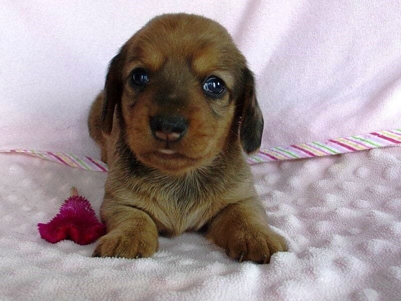McKenzie, a Mini Dachshund puppy in Indiana.