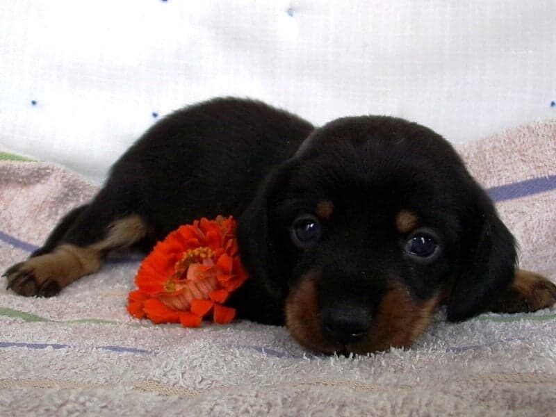 McKinley, a Mini Dachshund puppy in Indiana.
