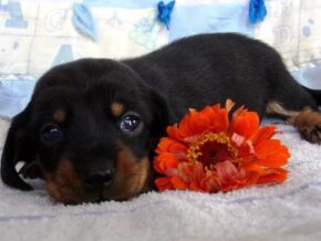 McKinley at Ramsey Creek Kennels