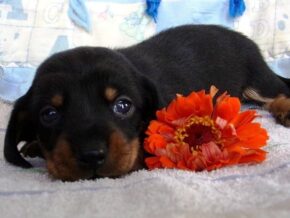 McKinley at Ramsey Creek Kennels
