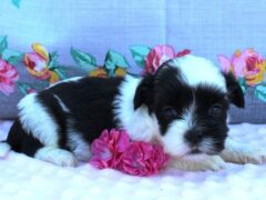 Photo2 for Adelyn