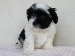 Photo4 for Adelyn