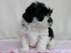 Photo2 for Adelyn