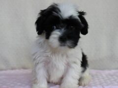 Photo1 for Adelyn