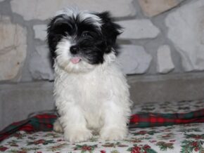 Adelyn at Ramsey Creek Kennels