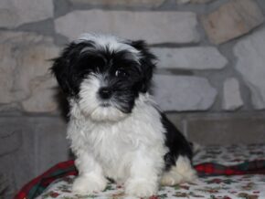 Adelyn at Ramsey Creek Kennels