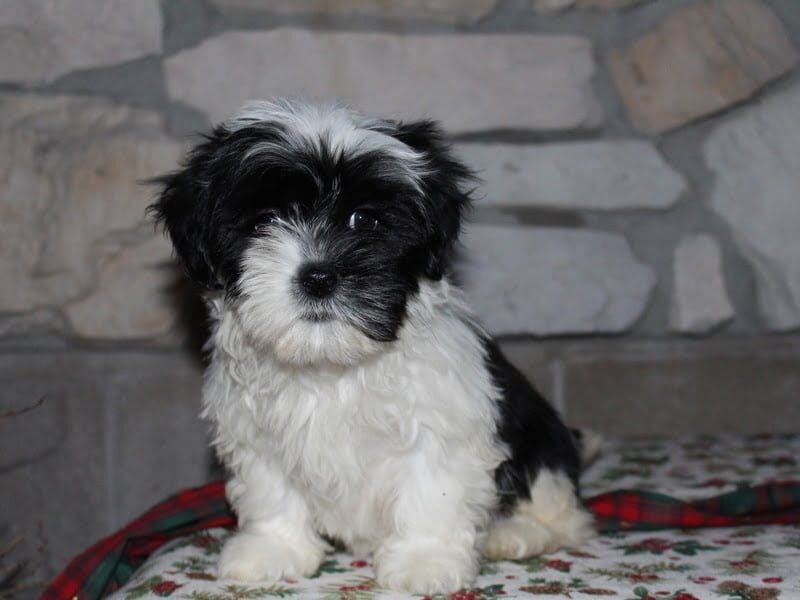 Adelyn, a Shichon (Teddy Bear) puppy at Ramsey Creek Kennels in Indiana.