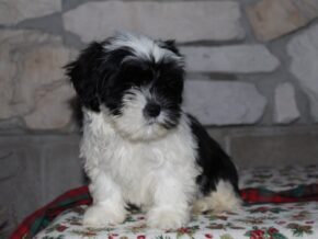 Adelyn at Ramsey Creek Kennels
