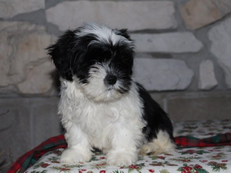 Adelyn, a Shichon (Teddy Bear) puppy at Ramsey Creek Kennels in Indiana.