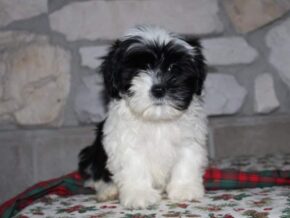 Adelyn at Ramsey Creek Kennels