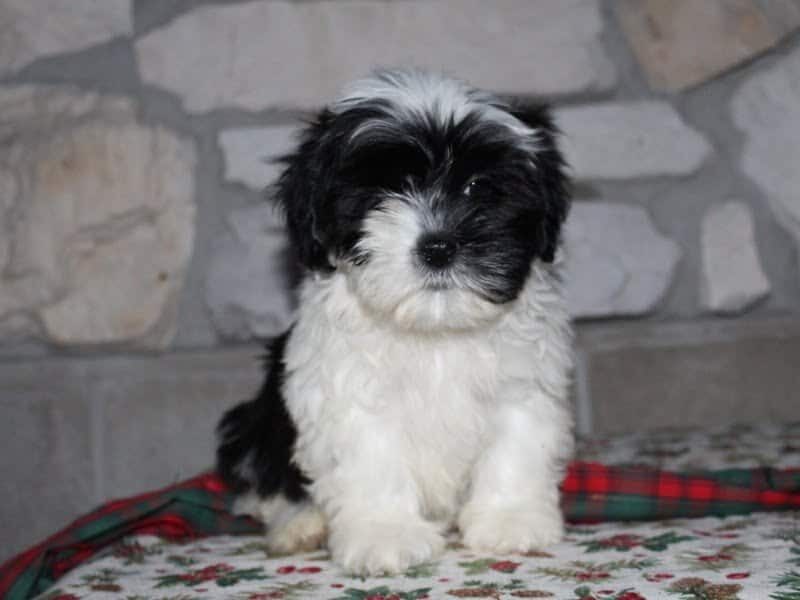 Adelyn, a Shichon (Teddy Bear) puppy at Ramsey Creek Kennels in Indiana.