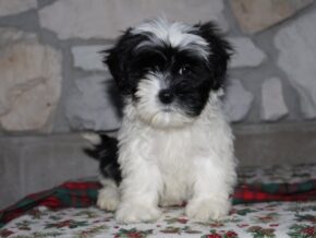Adelyn at Ramsey Creek Kennels