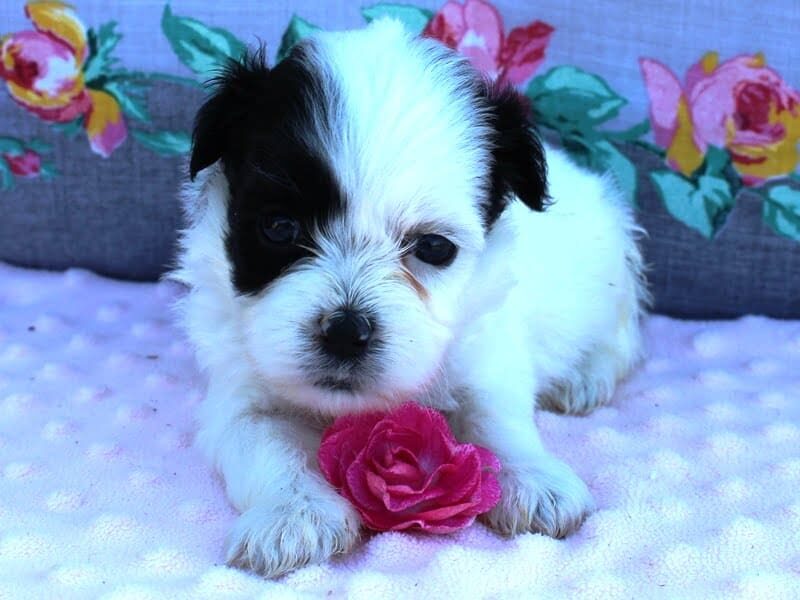 Alaska, a Shichon (Teddy Bear) puppy at Ramsey Creek Kennels in Indiana.