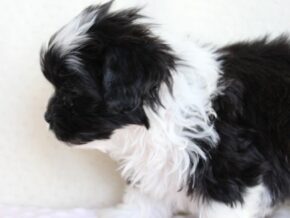Arabella at Ramsey Creek Kennels