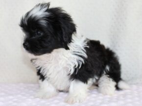 Arabella at Ramsey Creek Kennels
