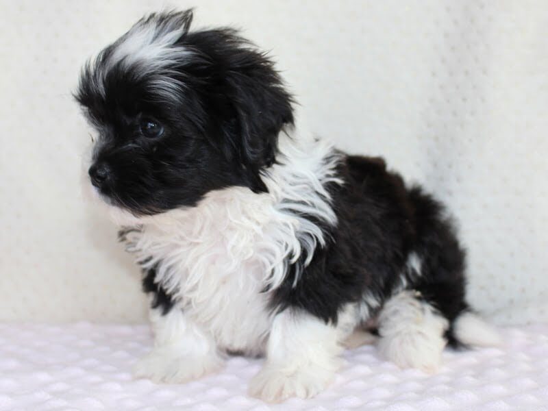 Arabella, a Shichon (Teddy Bear) puppy at Ramsey Creek Kennels in Indiana.