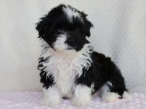 Arabella at Ramsey Creek Kennels