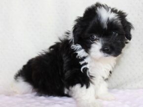 Arabella at Ramsey Creek Kennels