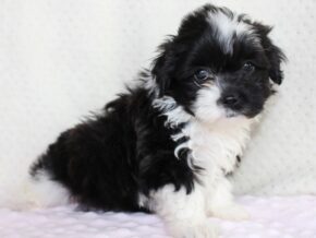 Arabella at Ramsey Creek Kennels