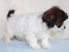 Ashton at Ramsey Creek Kennels