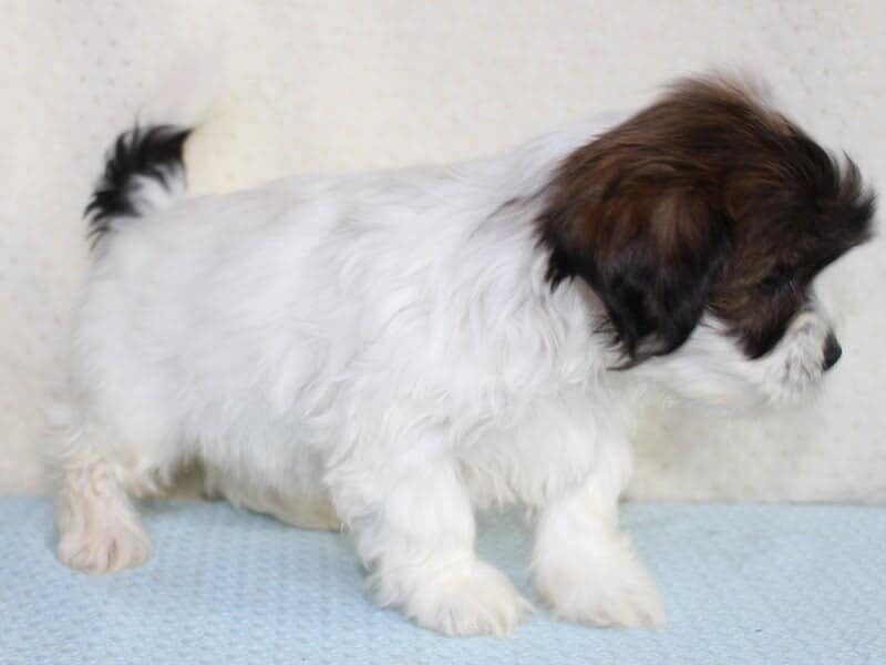 Ashton, a Shichon (Teddy Bear) puppy in Indiana.