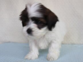 Ashton at Ramsey Creek Kennels