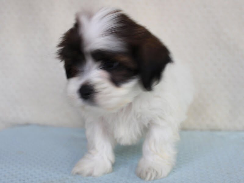 Ashton, a Shichon (Teddy Bear) puppy in Indiana.