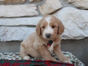 Photo of Bailey