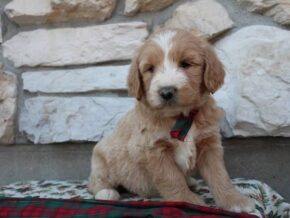 Photo of Bailey