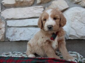Photo of Bailey