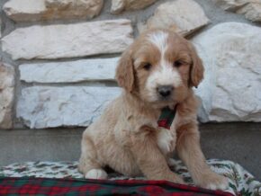 Photo of Bailey