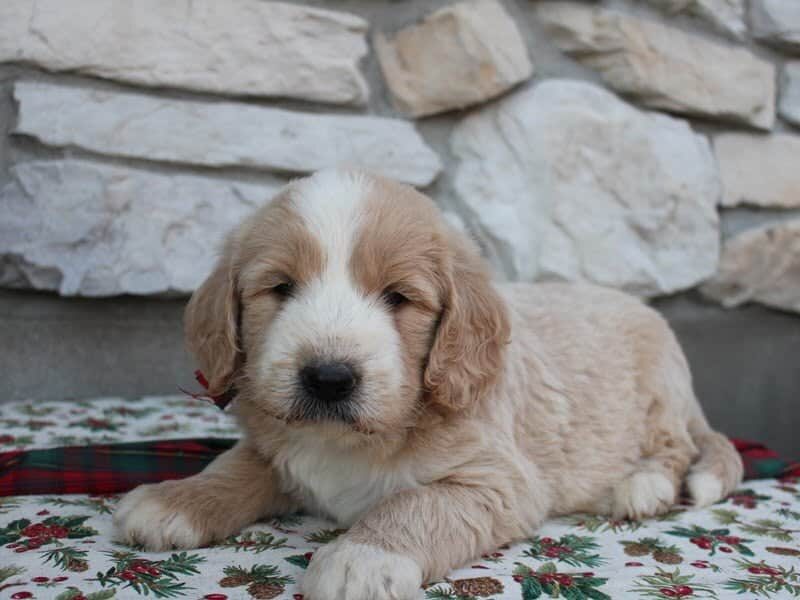 Barry, a F1-Goldendoodle puppy in Indiana.
