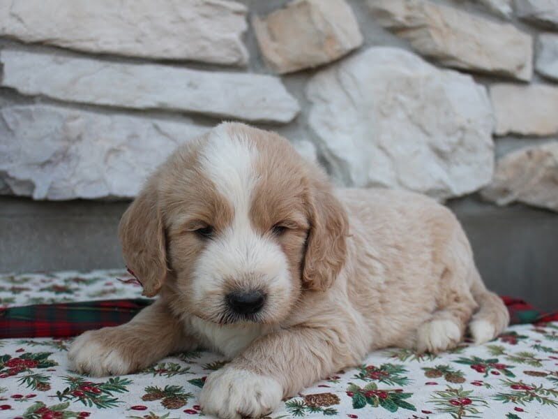 Barry, a F1-Goldendoodle puppy in Indiana.