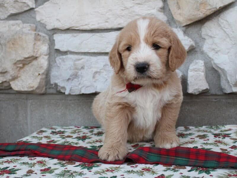 Blake, a F1-Goldendoodle puppy in Indiana.