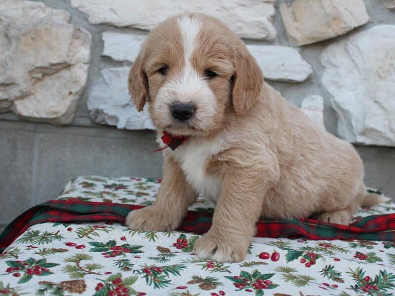 Blake, a F1-Goldendoodle puppy in Indiana.