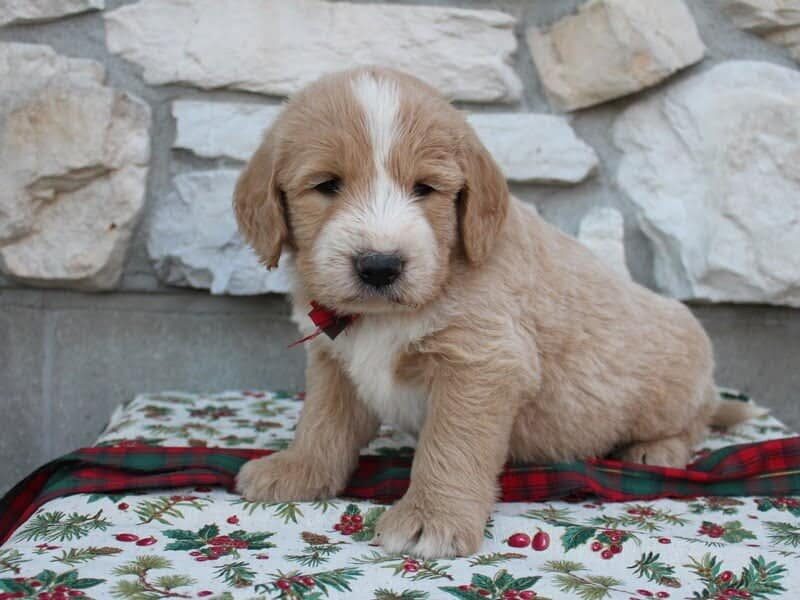 Blake, a F1-Goldendoodle puppy in Indiana.