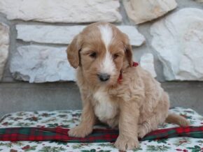 Blossom at Ramsey Creek Kennels