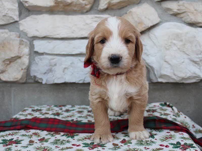 Boston, a F1-Goldendoodle puppy at Ramsey Creek Kennels in Indiana.