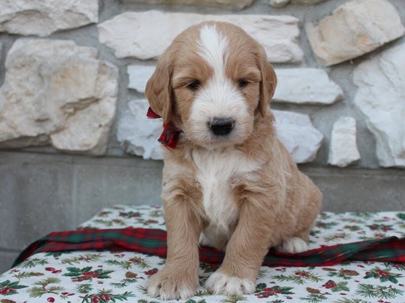 Boston, a F1-Goldendoodle puppy at Ramsey Creek Kennels in Indiana.
