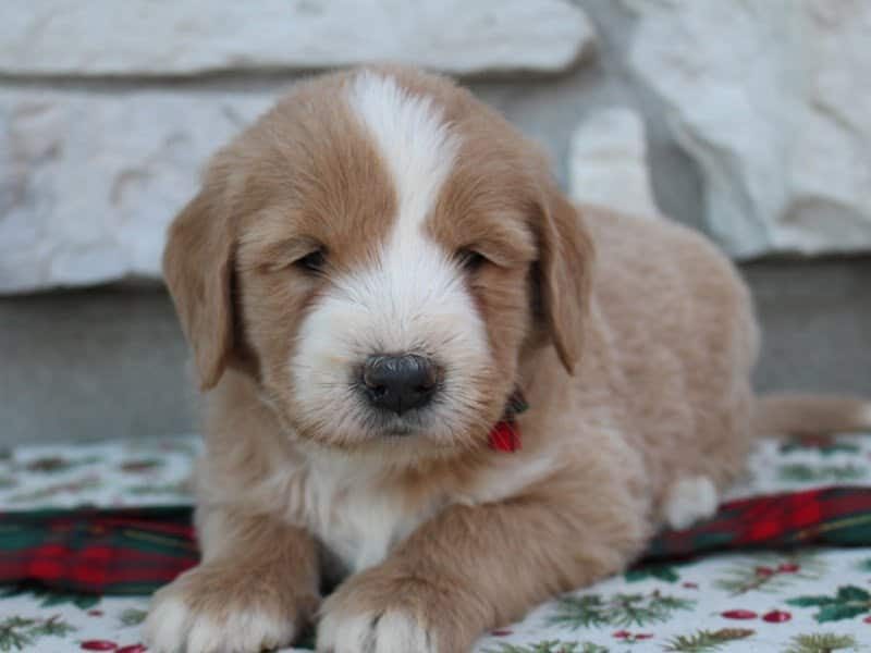 Bryce, a F1-Goldendoodle puppy in Indiana.