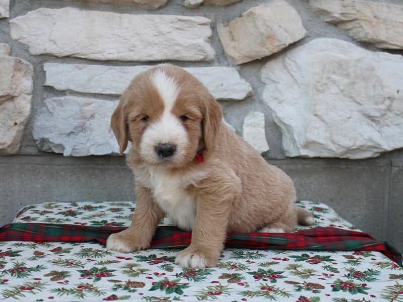 Bryce, a F1-Goldendoodle puppy in Indiana.