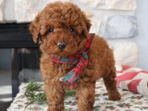 Photo of Lucky