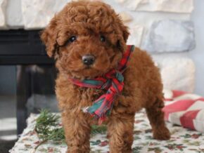 Photo of Lucky