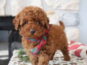 Photo of Lucky