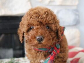 Photo of Lucky