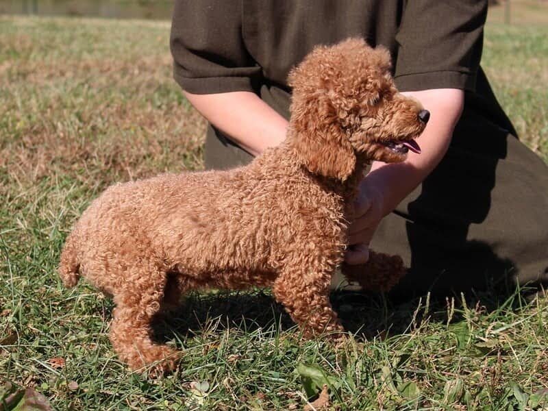Lucy, our Poodle Mini dam at Ramsey Creek Kennels in Indiana.