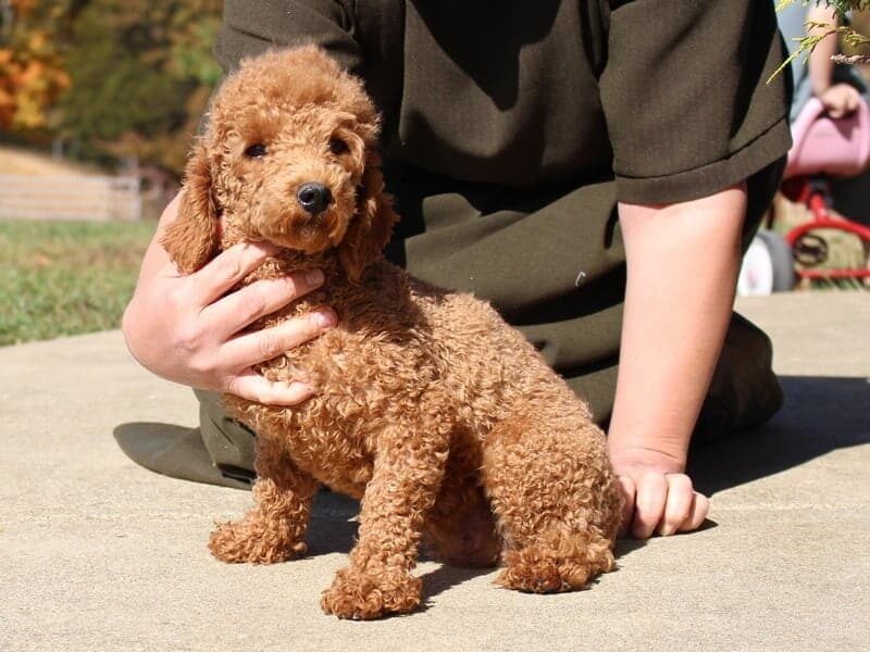 Lucy, our Poodle Mini dam at Ramsey Creek Kennels in Indiana.