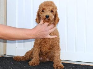 Lucy, our Poodle Mini dam at Ramsey Creek Kennels