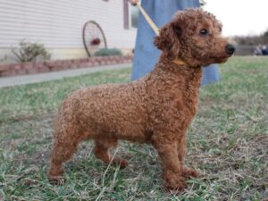 Ramsey, our Poodle Mini sire at Ramsey Creek Kennels